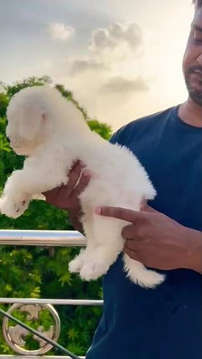 Bichon frise puppies at best price in India at best price #bichonfrise #dogs #puppy