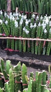 More varieties will be added soon to our recent dragon fruit varieties. | Victoria Farm