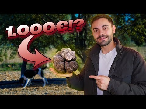 I went truffle picking in Spain.