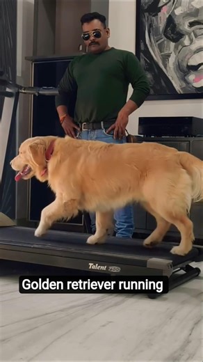 golden retriever running Treadmill #session #1475 #goldenretriever #shorts #running