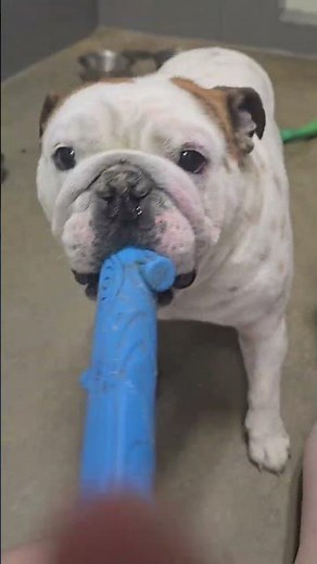 because I refuse to pay for discord nitro