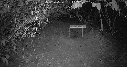 AI Cameras Make Huge Leap in Protecting the Rarest Animals on Earth