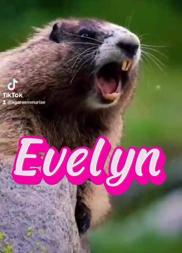 Marmota Chamando: O Significado de Evelyn