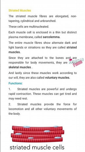Striated, Unstriated and Cardiac Muscles #class9th