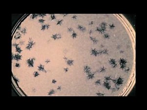 26B. Myogenesis [silent]