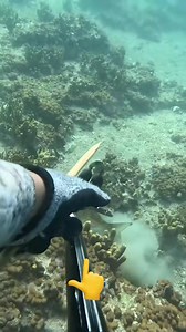 274K views · 3.1K reactions | Hidden fish! #fishing #spearfishing #UnderwaterAdventure #sea #diving #highlights #fblifestyle | fishing Adventure TV | Facebook