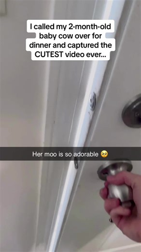 Baby Cow Running Fast for Food | Cute Cowie Moments