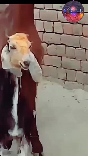 Goat Dancing Compilation: Funny Goat Videos