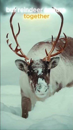 🦌 Survival and Life in Winter🦌 #reindeer #wildlife #nature