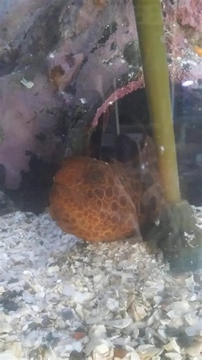 Young wolf eel