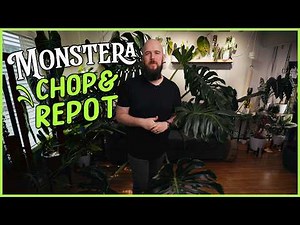 I Cut My Giant Monstera in Half