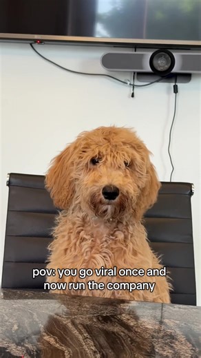 Milo for CEO: The Office Dog Revolution