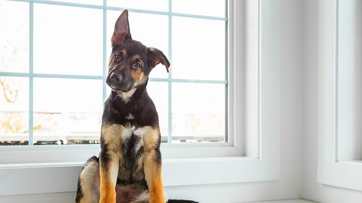 Your ears can't prick up, but your ear muscles sure try