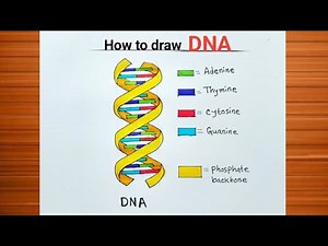 How to Draw DNA Structure Easily / How to Draw DNA Double Helix Structure / DNA Diagram