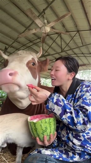 Rich cow #voiceover #kannada #funnyanimals #funnycow