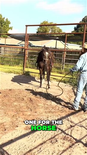 Discover how varying rope wiggles impact a horse's behavior. Up-and-down movements create a downward pressure, while side-to-side motions result in a slapping sensation. Experiment to find the best approach for each horse. Have you tried this technique? #horse #training #rope #behavior #technique | Pear Tree Ranch