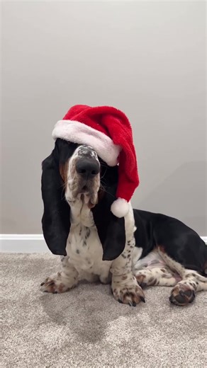 Basset hound for Adoption (@adorable.basset.h)’s videos with original sound - Basset hound for Adoption