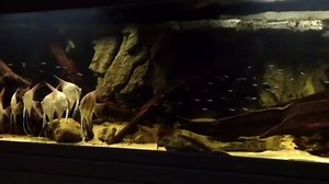 Dit zie je niet zó vaak: een kort voorbeeld (27 sec.) van een echt groot (300 x 80 x 70 cm) aquarium met alleen maanvissen (Pt. altum) en Kardinaal tetra's (Paracheirodon axelrodi). Één van de vele mogelijkheden vissen in hun natuurlijke omgeving te bekijken en te verzorgen. #Heevis heeft niet alleen alles voor dit soort aquariums (van klein tot groot), maar kan ze ook in elk formaat (in)bouwen. | Heevis