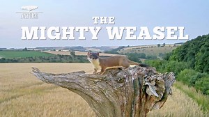 NATURE: The Mighty Weasel - Lakeland PBS