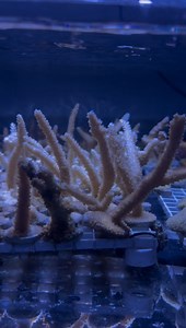 🪸✈️ It’s Coral Reef Awareness Week, and what better time to share an update on Operation Coral Rescue and check in on how these rescued corals are doing.✨ Nearly a year ago, we partnered with Dr. Keisha Bahr from the Harte Research Institute at Texas A&M University-Corpus Christi to rescue nearly 300 endangered corals from Florida. After their brief stay here at the Texas State Aquarium, the corals were relocated to the Harte Research Institute, where researchers have been closely monitoring th