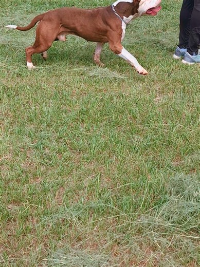 Saturday... #apbt_ceasar #americanpitbullterrier #dog #foryou #southafrica @kylethebigrunner @Chace @Miss M @PUMA KENNELS @Tshegofatso. @kabelomolefe4 @Marwaan Collins @@faraazholdman2 @Lauren&something🐈‍⬛🖤 @manjulanaidoo @Naomi-Rae @N a z n e e n _ 🌼 @🐾 Nastassia 🐾 @🇬🇧💖🐶🐾Sue-Lexy🐾🐶💖🇬🇧 @Annie
