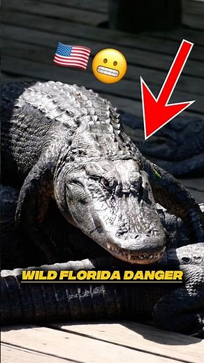 Fastest U.S. Alligator? 🐊💨