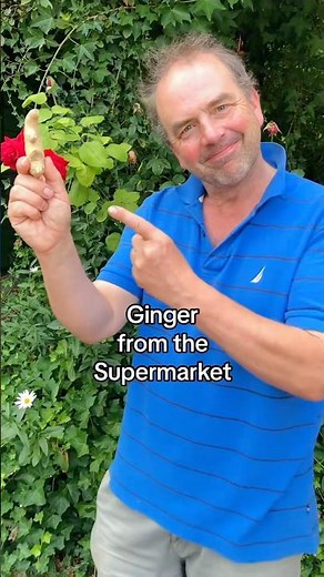 Grow your Groceries - ginger. How to grow ginger bought from the Supermarket