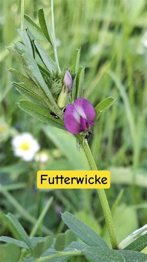 Futtetwicke in der Wiese