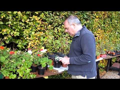 Saving and storing tender geraniums (Pelargoniums) over winter