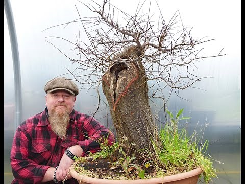 Graham Potter Does Bonsai Work - Prunus