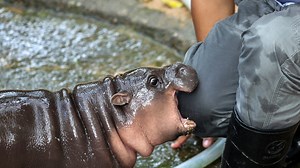 Livestream coming to watch viral star Moo Deng the pygmy hippo. What to know