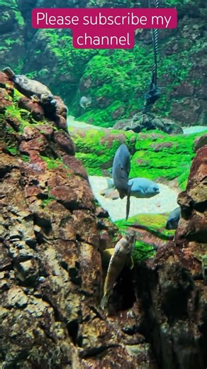 Different Types of Sea Fish.🐟 #fish #shortvideo #fishing #reels #naturelovers #nature #sea