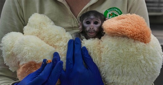 Why a baby monkey from a Mexican zoo is becoming an internet star