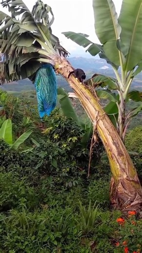 Random Cats Being Absolute Chaos 😹 | Funny Cat Moments