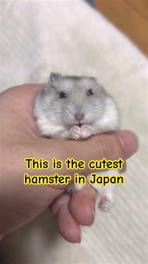 This is the cutest hamster in japan #hamster #ハムスター