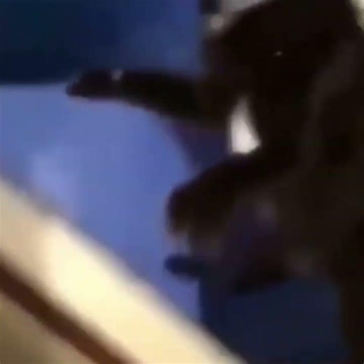 Half Life Cat Meme #memes #catmeme #halflifememes #halflife #memeshorts #memesdaily #memes