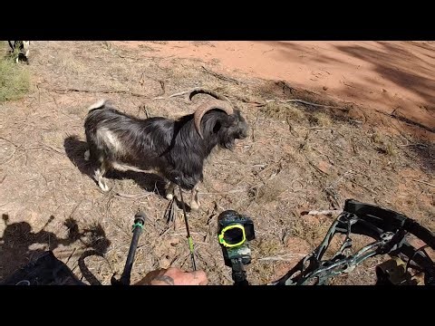 Too close - pigs and goats of Pilliga forest