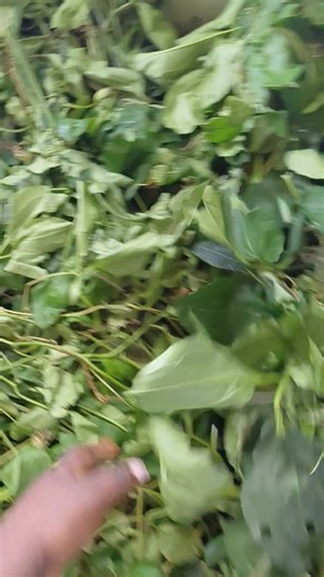 8.4K views · 89 reactions | Good day my food lovers. I specialize in frozen vegetables, so please inform me of the quantity of washed okongobong you require. This is someone's order that I am about to wash.680155459 | Blanche Kitchen | Facebook