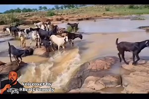 Clear my browser history. Password freakydeaky68🤦🏾‍♂️ Disclaimer: No Copyright infringement intended. All rights and credits reserved for perspective owners. DM for credit or removal @bertccomedy | Comedian Bert Cornielius