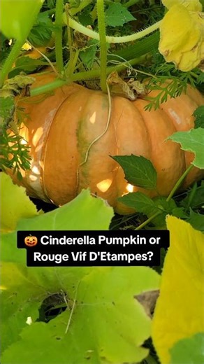 🎃 Rouge Vif d'Etampes or Cinderella Pumpkin? #gardentok #shorts #cinderella #pumpkin #garden #plant