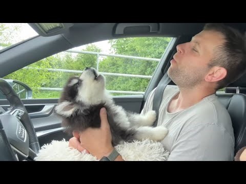 Adorable New Puppy Howls For The First Time! (So Cute!!)