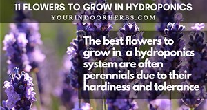 Top 11 Flowers to Grow in Hydroponics | Your Indoor Herbs and Garden