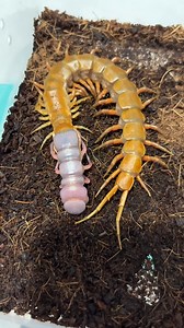 9.5M views · 34K reactions | Con rết khổng lồ lột xác hiếm thấy. | Diễn đàn Tuổi trẻ | Facebook