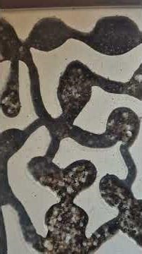 Jour 133, 365 Jours avec les Myrmicaria Brunnea.