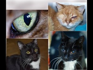 7 Common Eye Problems in Cats