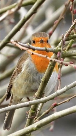 Nature sounds relaxing 2026 – Amazing Audio! 🎶Buds Sound with Birds Chirping 🔥 #birdcall #birdsongs