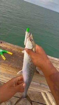 How to catch Spanish mackerel #virginiabeach #spanishmackerel