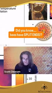 Did you know bees have split ends? 🐝💇‍♀️ Bee hair isn’t just fuzzy — it’s plumose. Those split ends interlock to hold heat inside the cluster, which is why colonies can survive freezing temps. 👇 Have you ever noticed how tight your clusters get in winter? Follow us for more winter tips! #beekeeping #beekeepers #beekeeperlife #honeybees #winterbees #beekeepingtips #savethebees #queenbreeding #apiary #honeybee #beekeep #backyardbeekeeping #thebeekeepersacademy #beeyard #beekeepingeducation | Th