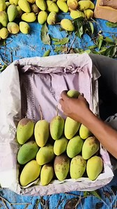 13K views · 262 reactions | #mango sorting 省 | Premium Fruits | Facebook