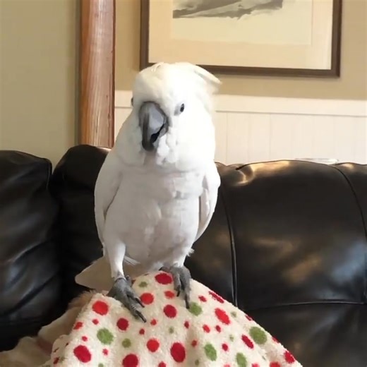 238K views · 6.7K reactions | Back to work Buster #work #fyp #parrot #buster #dad #viral | Busterthecockatoo | Facebook